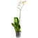 White Phalaenopsis orchid in a pot. Vitebsk